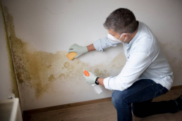 Best Attic Mold Removal  in Harbor Beach, MI