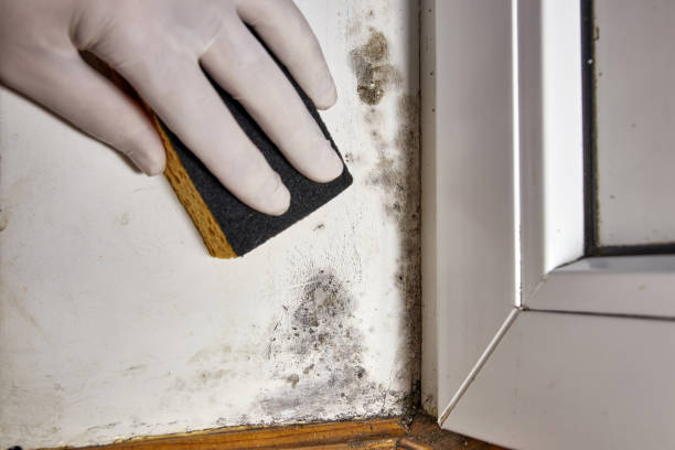 Best Biohazard Mold Removal  in Harbor Beach, MI